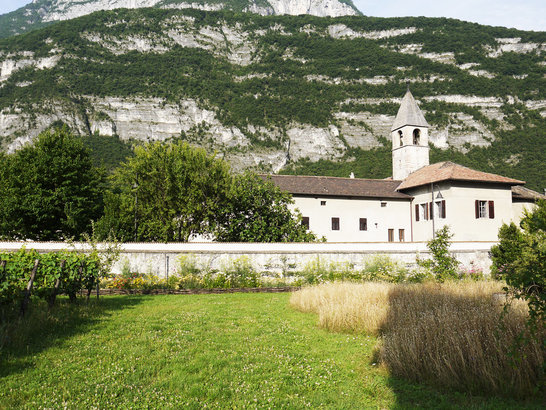 Vigna in Trentino (3)